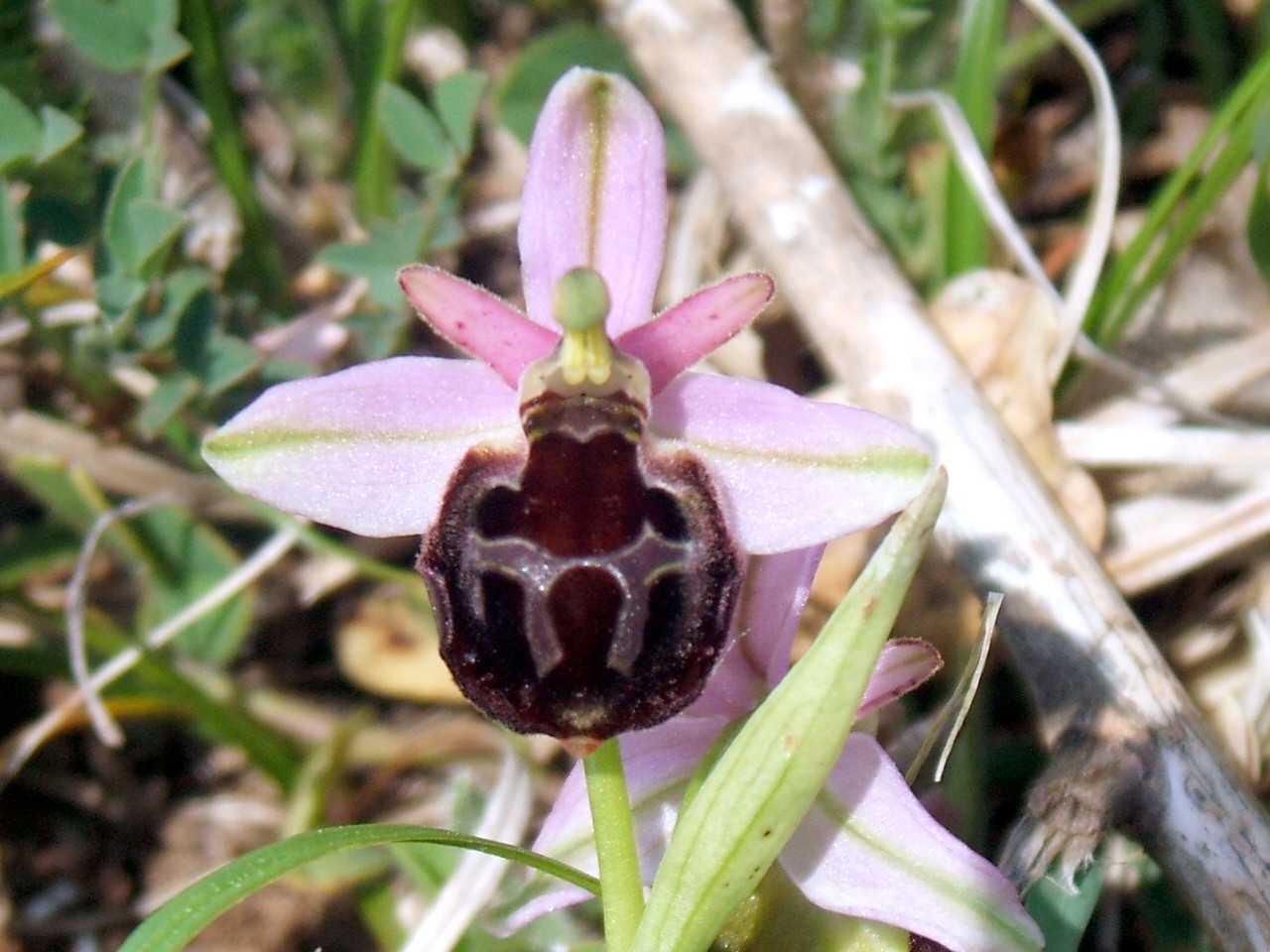 O. fuciflora O. apulica. O. lacaitae.      ibridi?